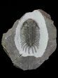 Crotalocephalus Trilobite With Axial Nodes - Jorf, Morocco #66948-2